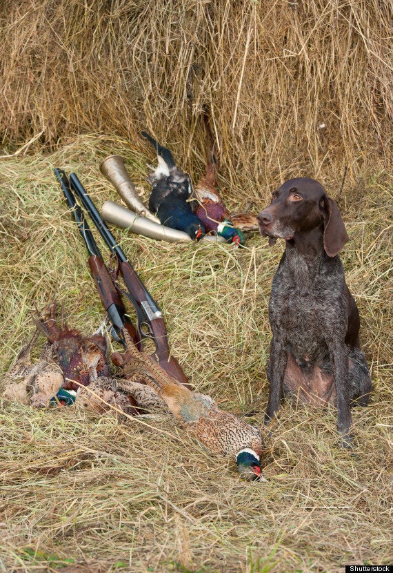 Dog Shoots Man In Freak Accident | HuffPost UK News