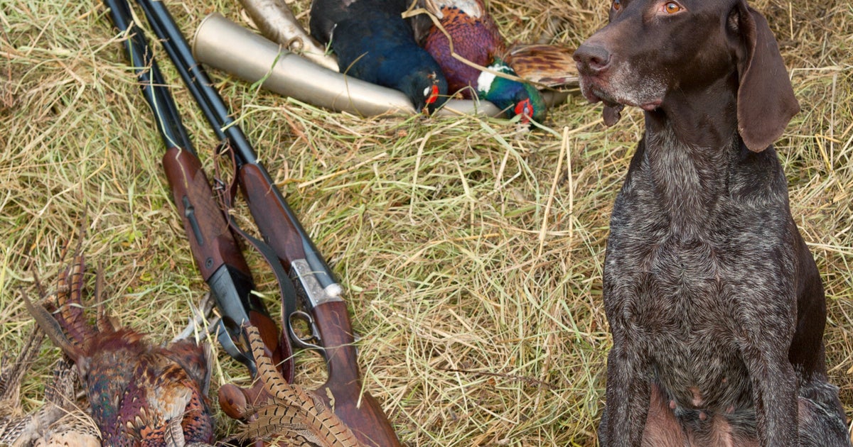 Dog Shoots Man In Freak Accident | HuffPost UK News