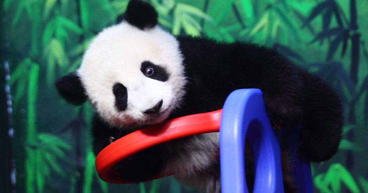 cute baby pandas on a slide