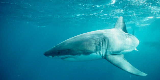 Cancer fighting antibodies have been found in shark blood