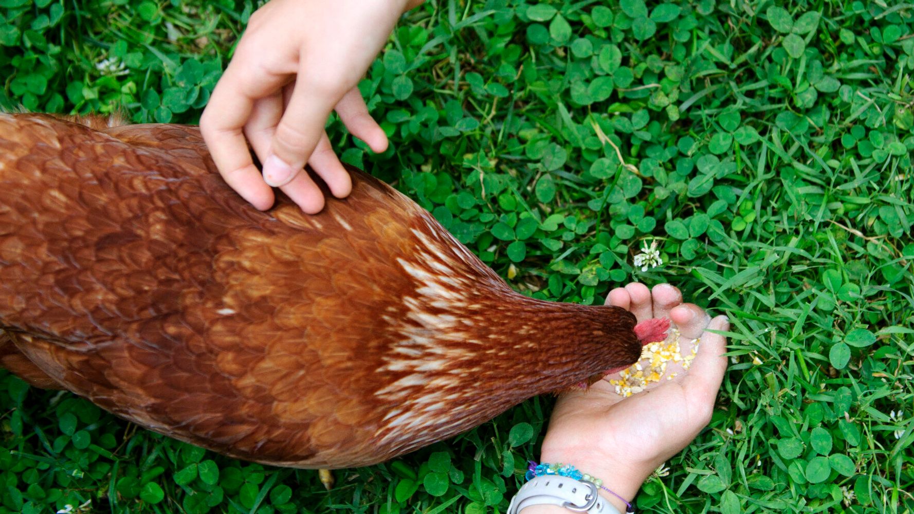 Who Brings the Zoo to You? | HuffPost UK Life