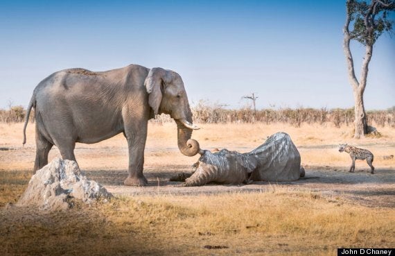 Elephant Clings To Tusk Of Dead Friend In Botswana (PICTURE) | HuffPost UK