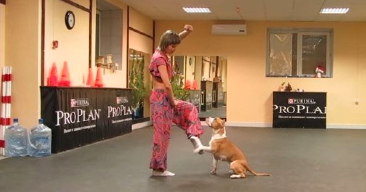 Move Over, Pudsey! Dancer Performs Brilliant Routine With