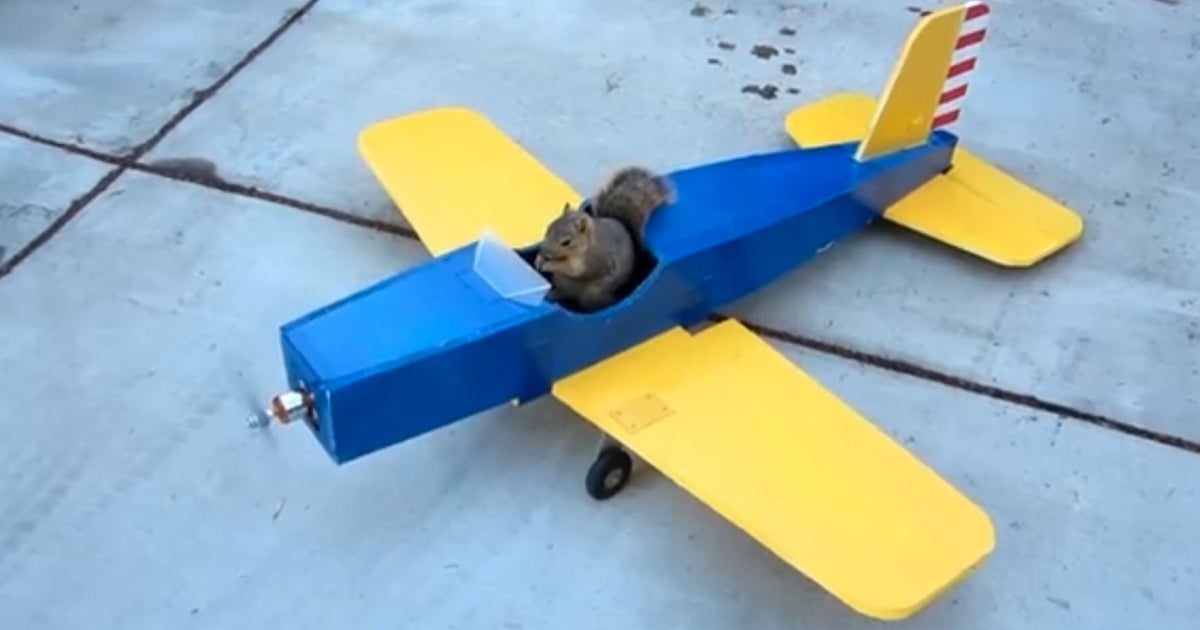 WATCH Incredible Video Shows Squirrel Stealing Model Aeroplane
