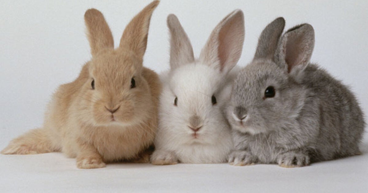 Rabbits: Common Illnesses and Infections | HuffPost UK Life