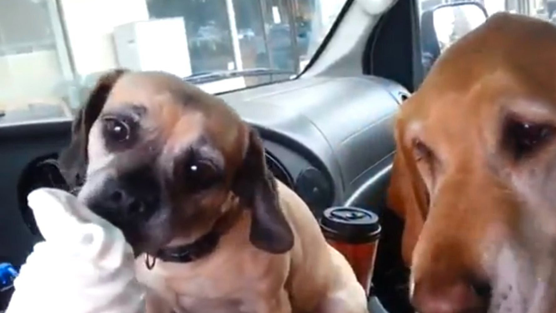 Two Dogs, One Ice Cream Cone (VIDEO) HuffPost UK Comedy