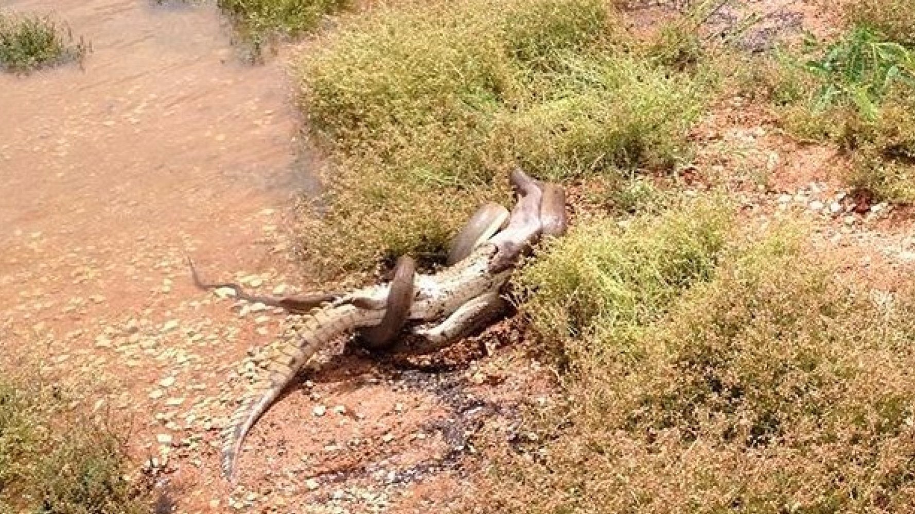 10ft Python Devours Crocodile In Queensland, Australia (PICTURES, VIDEO ...