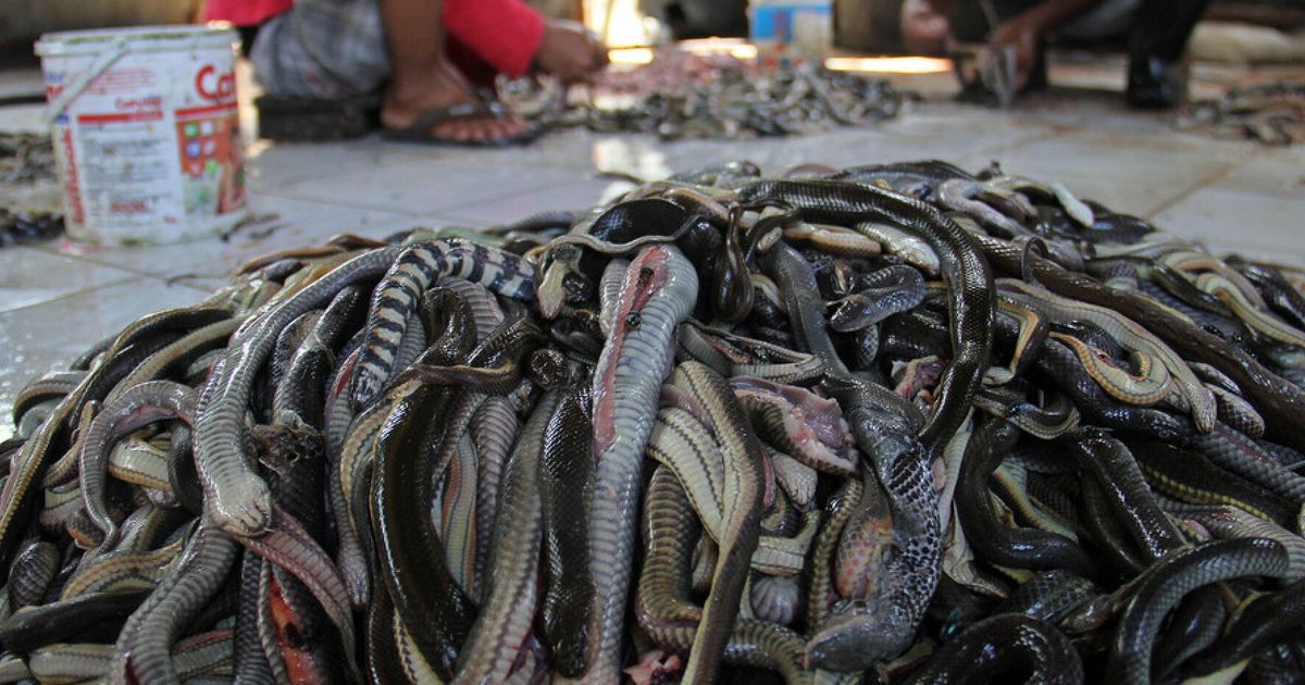 Indonesia's Snake Slaughterhouse: The Horrifying Reality Behind Luxury ...