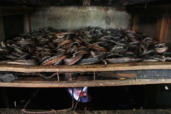Photos from Indonesian slaughterhouse show snakes killed for luxury goods