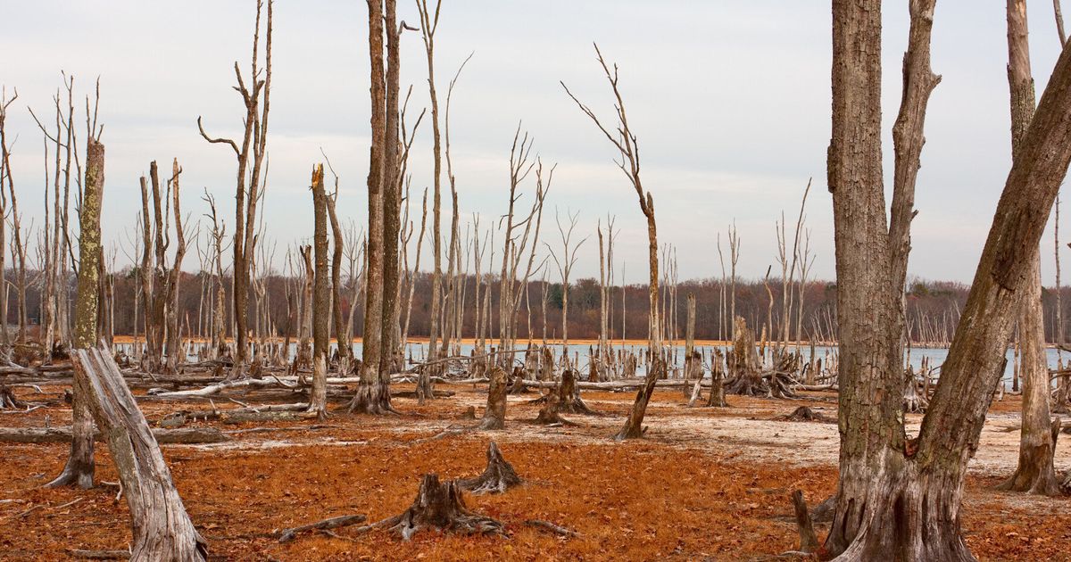 Climate Change: Tropical Ecosystems And Economies Will Be Devastated ...