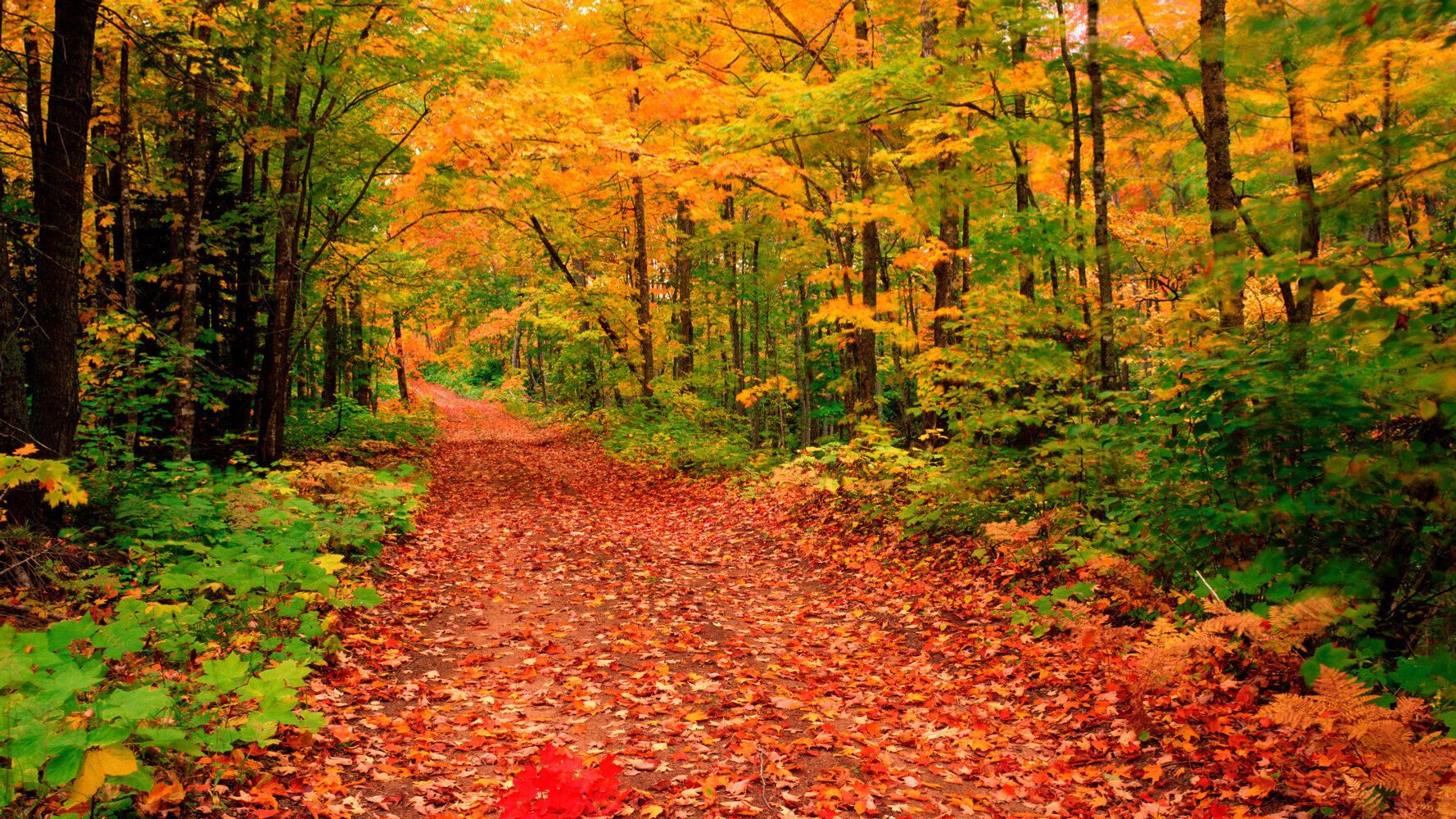 Woodland Walks for Autumn and Winter | HuffPost UK Life
