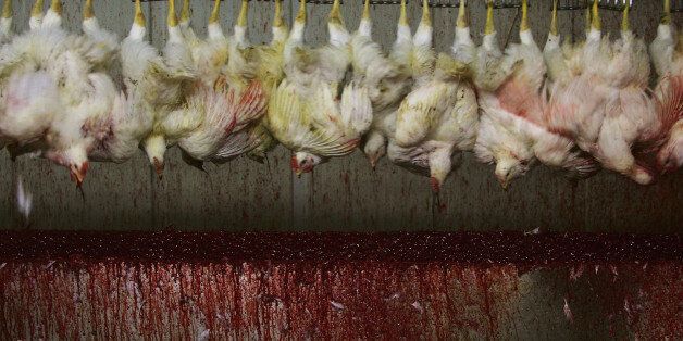 BEIJING, CHINA - OCTOBER 26: (EDITOR'S NOTE: GRAPHIC CONTENT) Chickens hang upside-down on a delivery belt after being slaughtered at a chicken processing factory on October 26, 2006 in Beijing. Authorities in the Chinese capital checked poultry and bird markets, demanding all live poultry on sale have certificates proving they come from areas not infected by bird flu. China reported the third bird flu outbreak this week. (Photo by Andrew Wong/Getty Images)