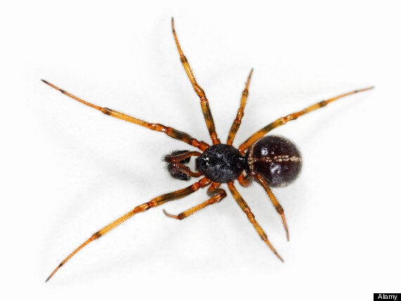 False Widow Spider Bite Causes Essex Decorator Ricki Whitmore To Almost