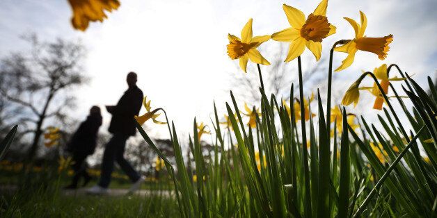 LONDON, ENGLAND - MARCH 06: Visitors to The Royal Botanical Gardens, Kew walk past daffodils on March 6, 2014 in London, England. Parts of the United Kingdom are experiencing warm weather and sunshine. (Photo by Peter Macdiarmid/Getty Images)