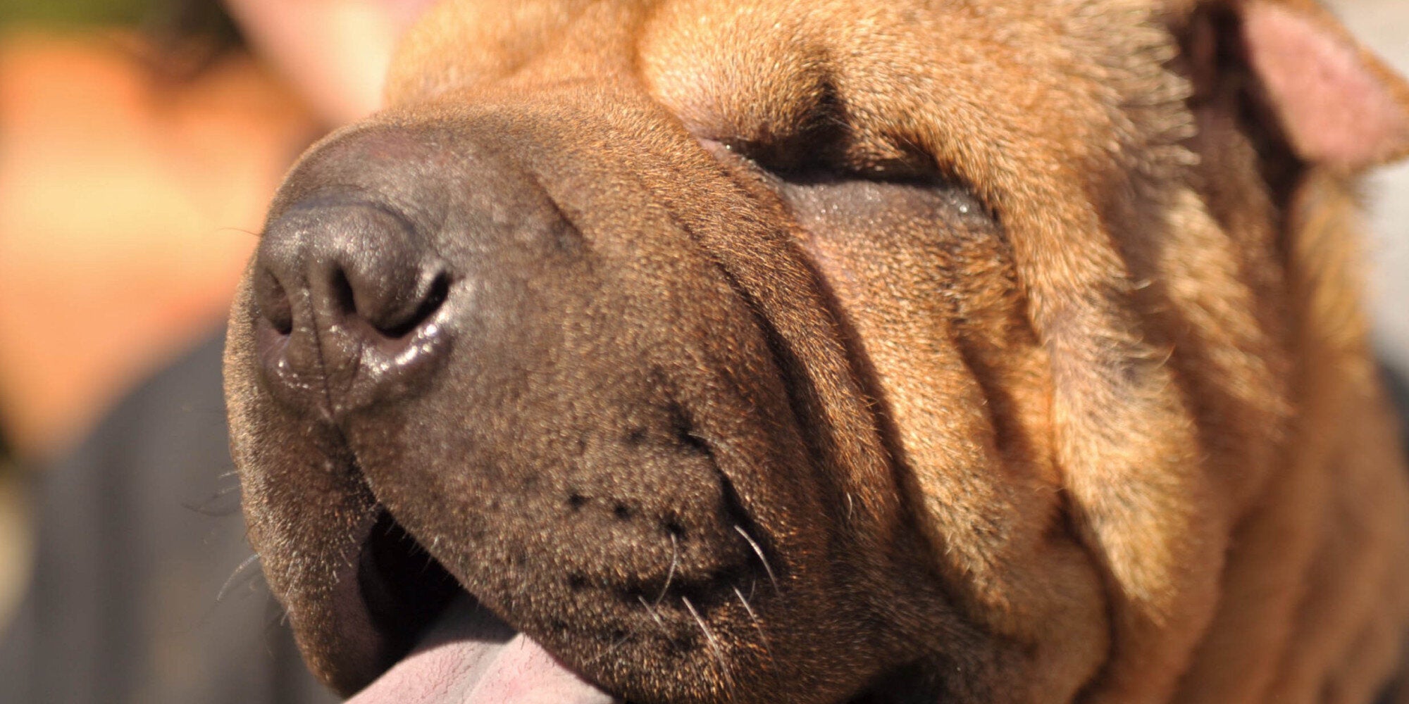 home remedies for shar pei skin problems