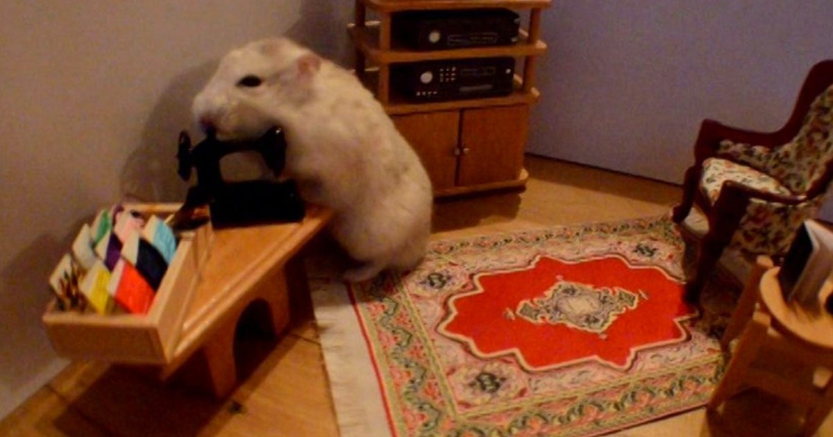 Just A Tiny Hamster Hanging Out In His Tiny House (VIDEO) HuffPost UK