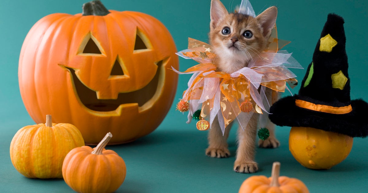 10 Ways America Has Ruined Halloween For British People HuffPost UK