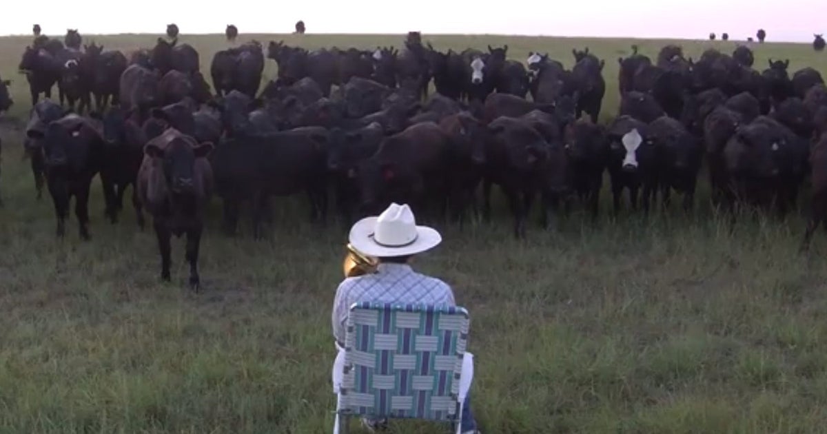 Farmer Serenades Herd Of Cows By Playing Lorde's ‘Royals' On His