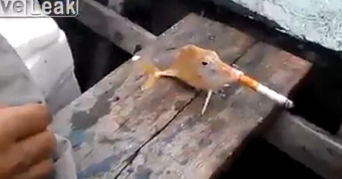 Smoking Fish Video Causes Outrage At Such Blatant Animal Cruelty HuffPost UK News