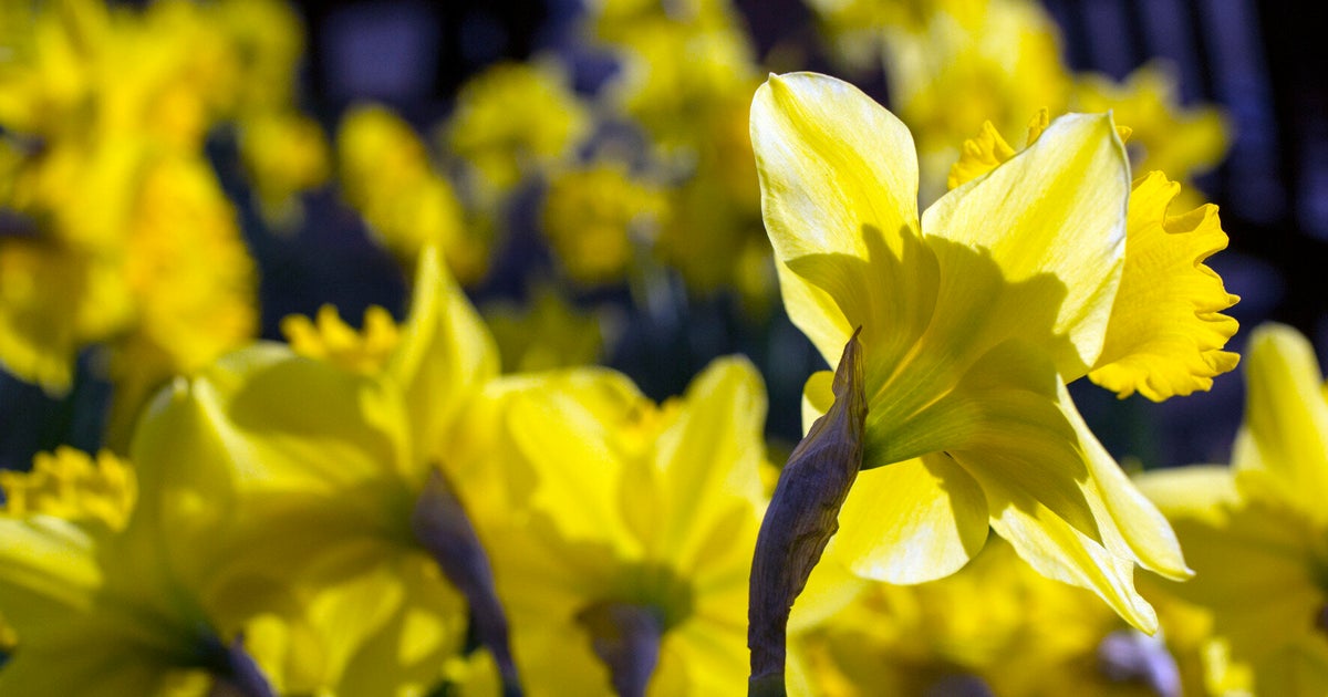 UK Weather: Cool Spring Weather Set To Return After Hottest Day Of The ...