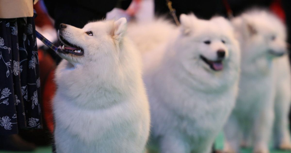 Crufts Worst in Show HuffPost UK News