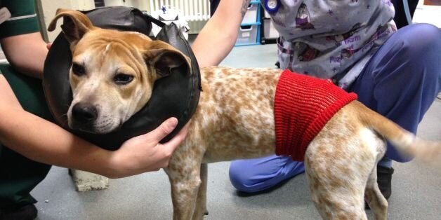 Rufus the bull terrier after he was treated by vets