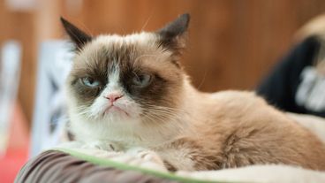 This cat's permanent angry face is hilarious