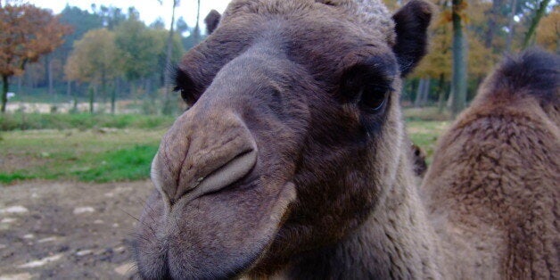 Grumpy camel