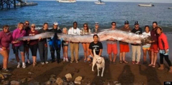 Mystery As Second Oarfish In A Week Washes Up In California PICTURE