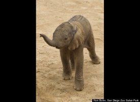 Baby Elephant San Diego Zoo