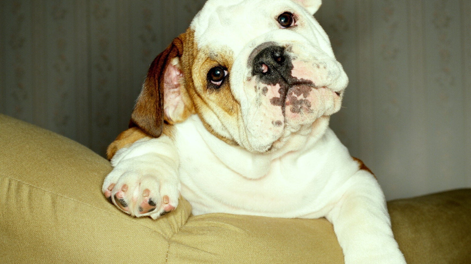 Choosing Which Breed of Dog Is Best for You HuffPost UK Life