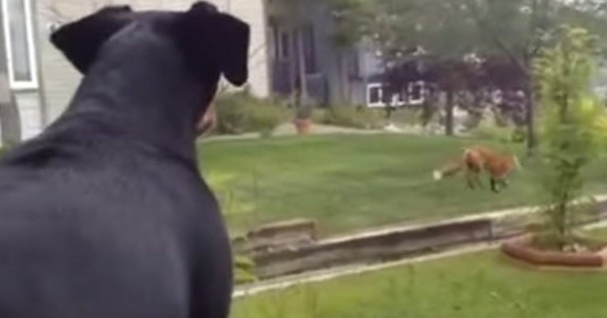 This Dog Is Not Happy That A Fox Is Playing With His Toy | HuffPost UK