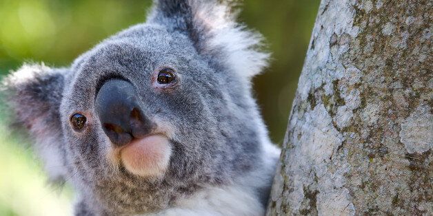 koala closeup of head