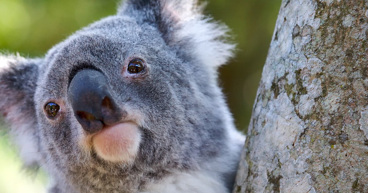 Gold Growing On Trees? Scientists Discover Deposits In Australia Gum