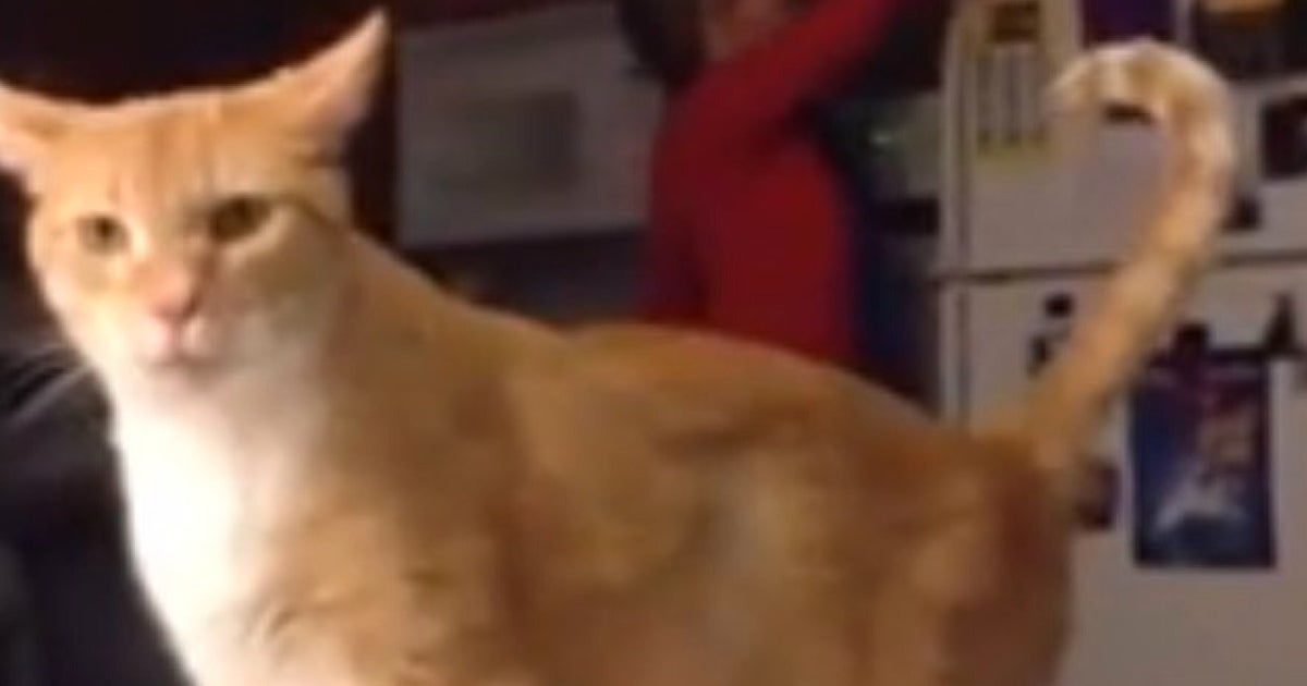 Clumsy Cats A Compilation (VIDEO) HuffPost UK Comedy