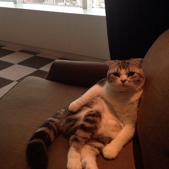 Taylor Swift's cat, Meredith