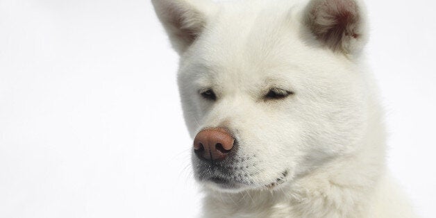 File picture on an Akita dog