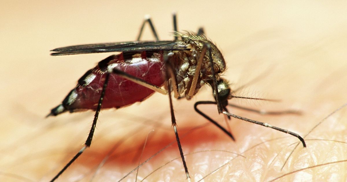 Mozzy Myth Busting On World Mosquito Day 