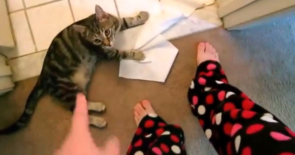 Guilty Cats Getting In Trouble Video Huffpost Uk