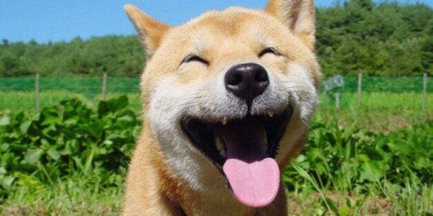 happy happy dog