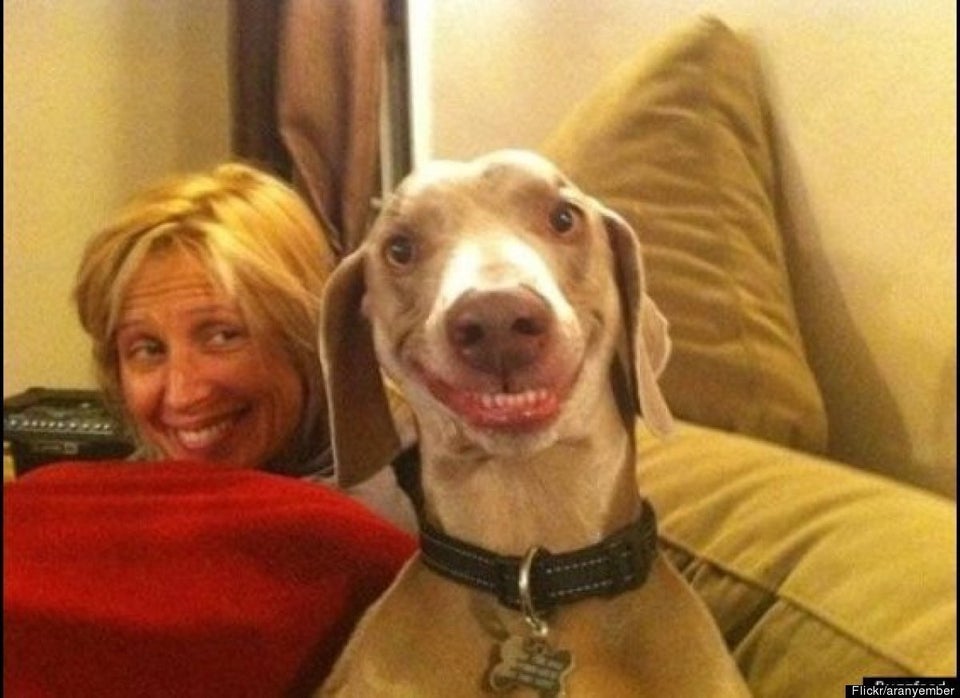 32 Happy Dogs To Celebrate International Day Of Happiness (PICS, VIDEOS, GIFS) | HuffPost UK Comedy 32 Happy Dogs To Celebrate International Day Of Happiness (PICS, VIDEOS, GIFS) | HuffPost UK Comedy