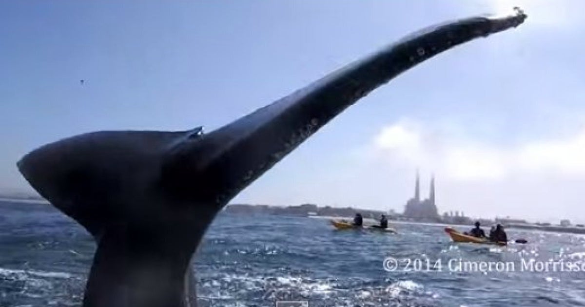 Humpback Whale Engulfs Kayaker in Unprecedented Encounter off Chile's Coast