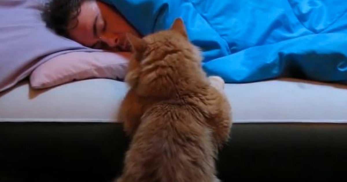 Cat Alarm Clocks The Only Way To Get Up In The Morning (VIDEO