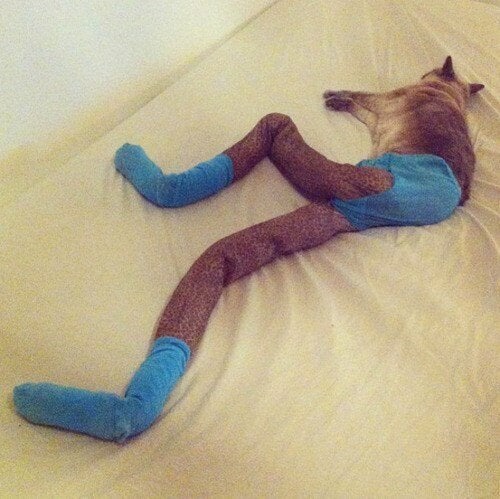 Cats Wearing Tights Is The Greatest (Or Worst) Thing To Ever