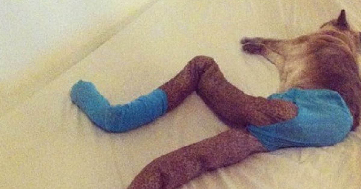 Cats Wearing Tights. That Is All. (PICTURES)