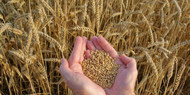 human hands with hep of wheat...