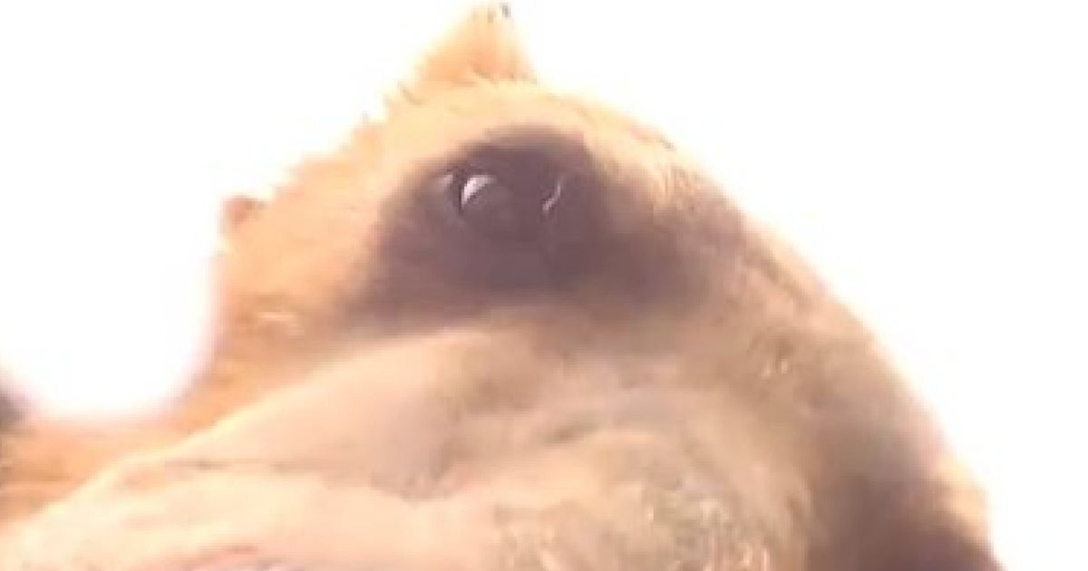 Grizzly Bear Eats GoPro Camera | HuffPost UK