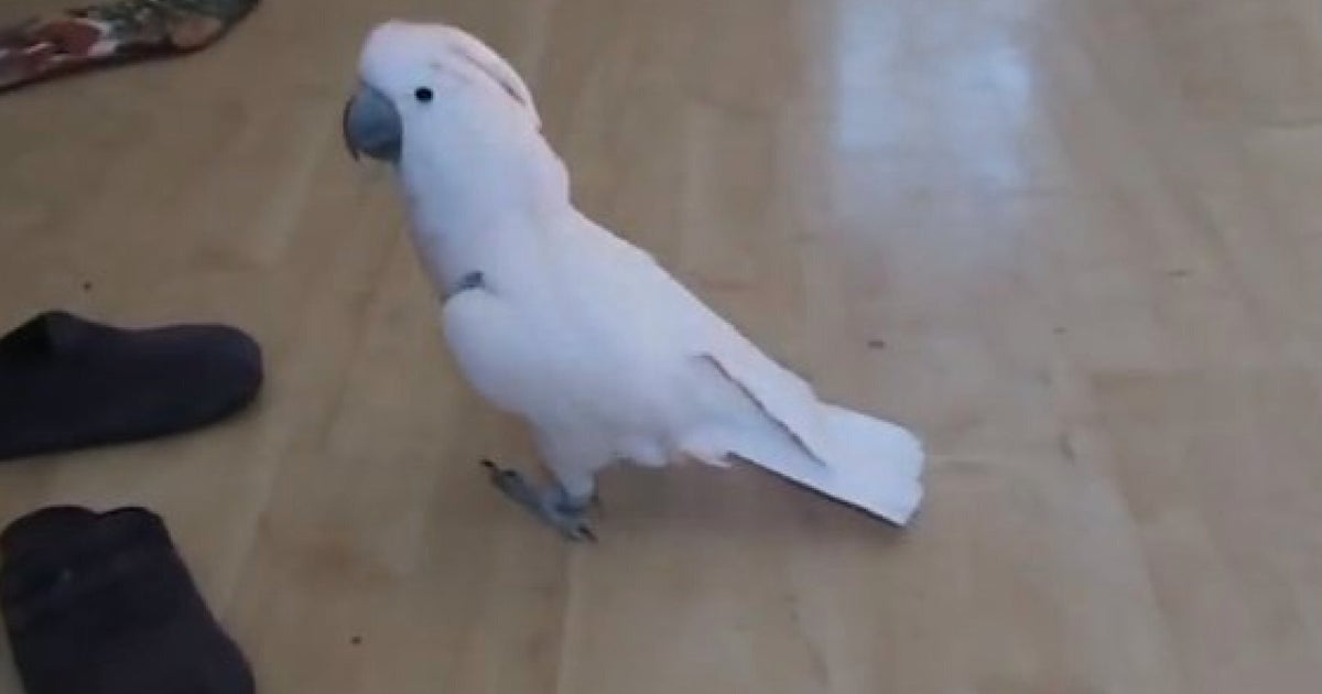 This Cockatoo REALLY Loves Funk (VIDEO) HuffPost UK Comedy