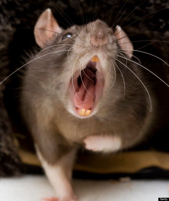 Two-foot-long 'poison-immune' mutant rats attack British homes