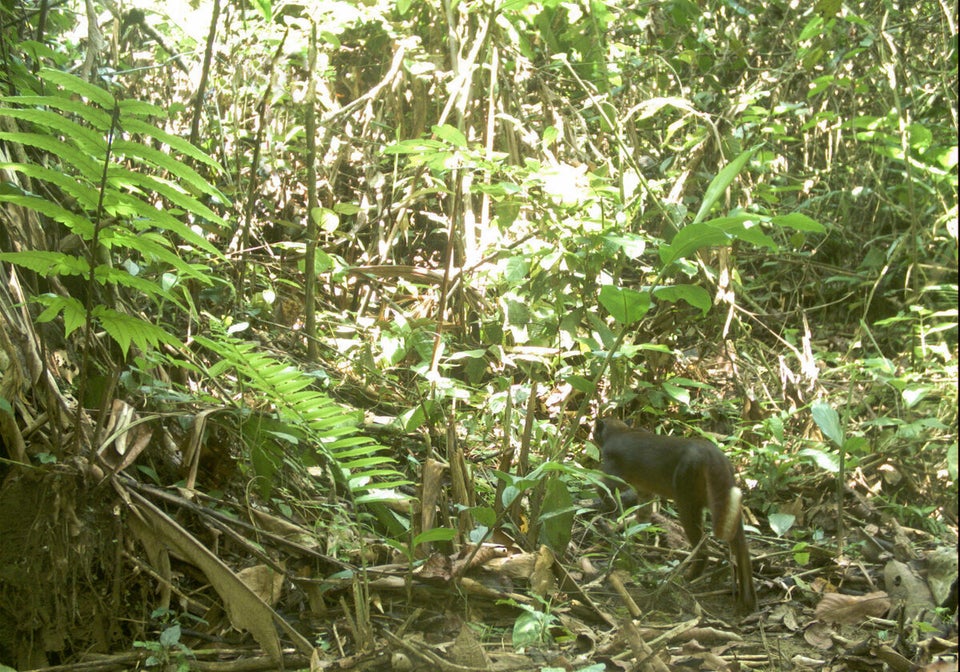 Elusive bay cat caught on camera